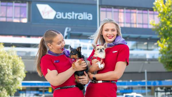 Virgin Australia Pets in Cabin On-Sale 4