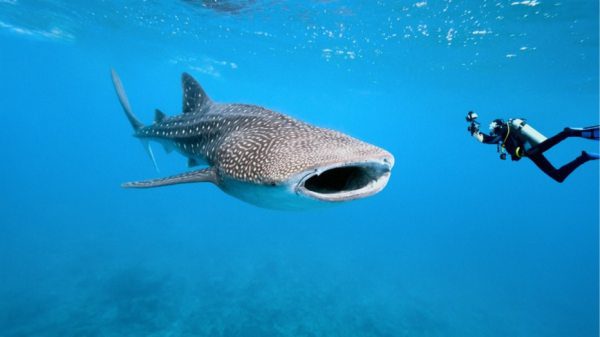 Bohol Whale Shark Encounters Return With Bite