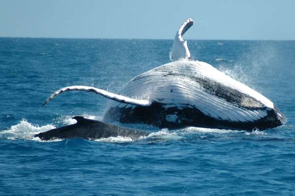 Reef Unlimited Launches 2026 Whale Watching Tours