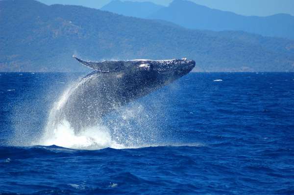 Whale Watching 4
