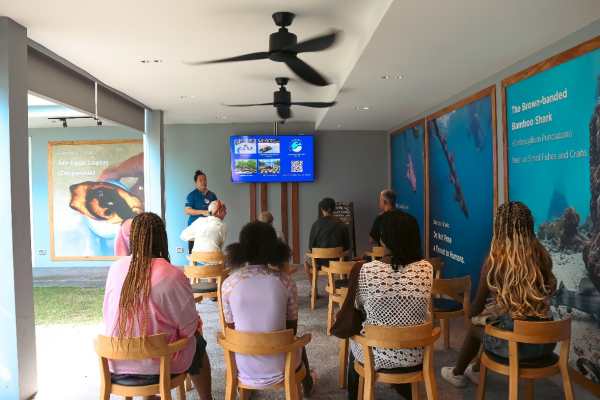 JW Marriott Khao Lak Releases 70 Bamboo Sharks