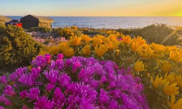 Namaqualand Superbloom Surges After Exceptional Rain