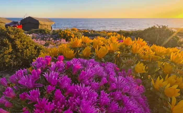 Namaqualand Superbloom Surges After Exceptional Rain