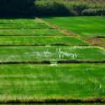 Rice Routes Reveal Murcia’s Agricultural Soul