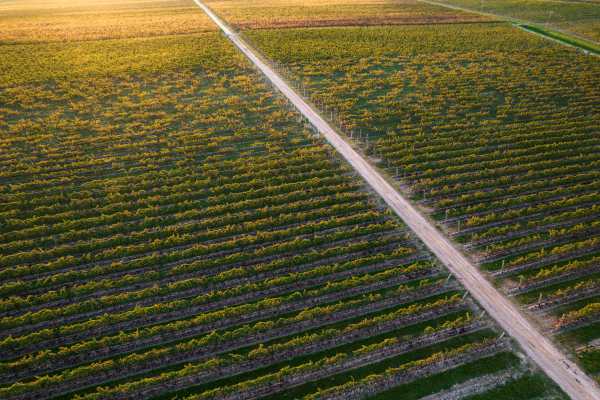 TENUTE TOMASELLA - VINEYARDS 2
