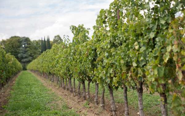 Tenute Tomasella Blends Veneto & Friuli Heritage