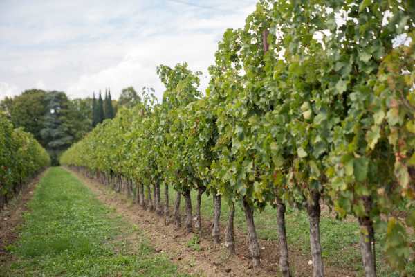 Tenute Tomasella Blends Veneto & Friuli Heritage