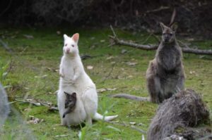 White Wallaby