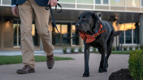 Tassie’s Cuddliest Concierge Retires After 300,000 Hellos