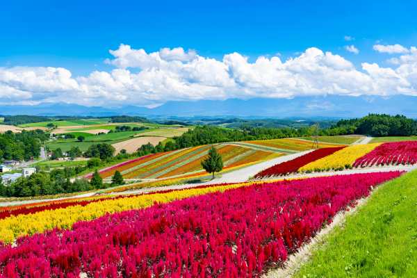 Scenery,Of,Shikisai,No,Oka,In,Biei,Town,,Hokkaido