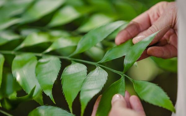 Discover Capricorn Coast’s Rare Botanical Wonders