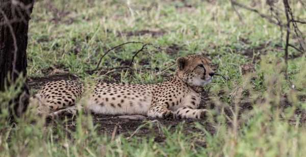 Cheetahs Make a Wild Comeback at Eswatini’s Royal Jozini