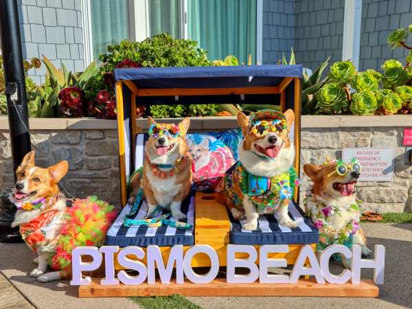 Corgi Nation Vacation Unleashes Fun at Pismo Beach