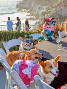 Corgi Nation Vacation (Credit_ Experience Pismo Beach)
