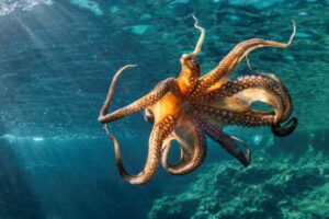 An amazing moment of an octopus photographed in the Adriatic Sea