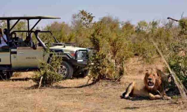 African Sun Roars Into 2027 With Hwange Safari Stays