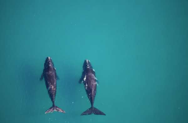 Novotel and WWF Make Waves for Australia’s Whales