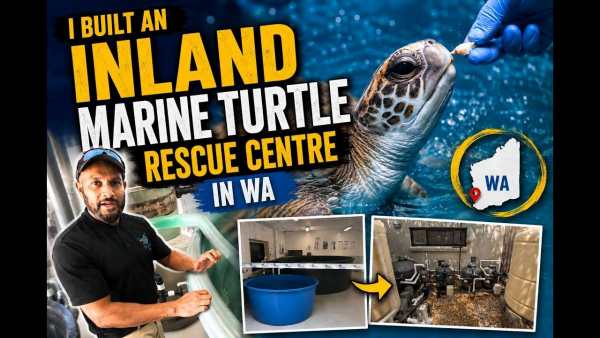 WA Opens First Inland Sea Turtle Intensive Care Hub