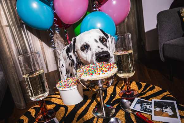 Sit, Stay, Sprinkle! QT Hotels Unleashes Doggy Cakes
