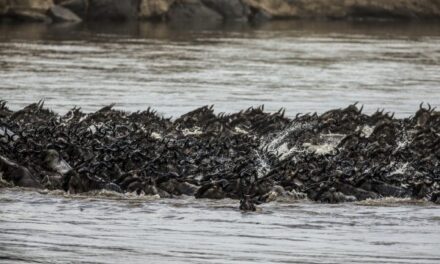 Great Migration Safari: Why Every Season Tells a Story