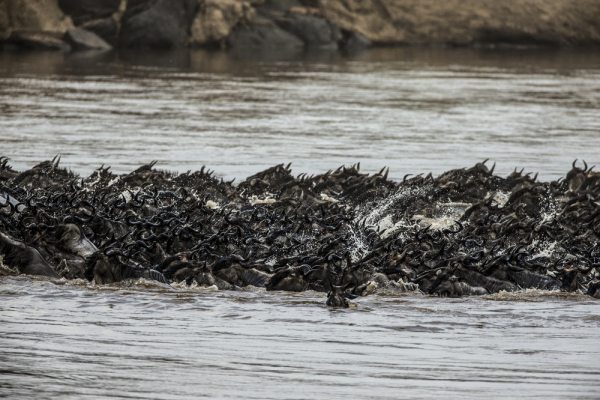 Great Migration Safari: Why Every Season Tells a Story