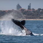 Whale Watching Perth Expands to Daily Tours in 2026
