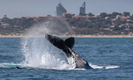 Whale Watching Perth Expands to Daily Tours in 2026