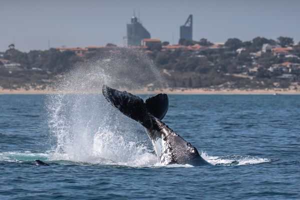 Whale Watching Perth Expands to Daily Tours in 2026