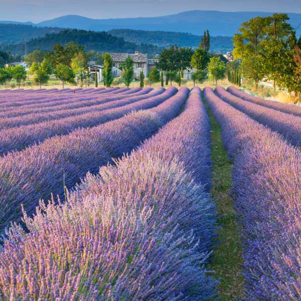 Lavender,Field,In,Provence