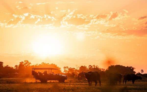 Wilderness Mombo Takes Botswana Safaris After Dark