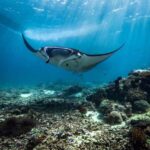AYANA Komodo Unveils 3 New Manta Adventures