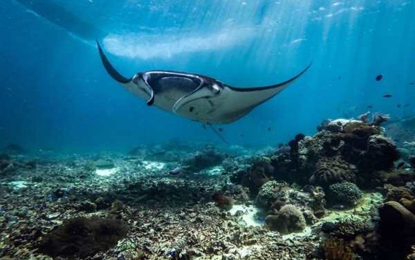 AYANA Komodo Unveils 3 New Manta Adventures