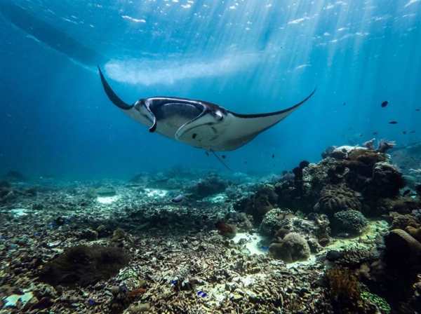 AYANA Komodo Unveils 3 New Manta Adventures