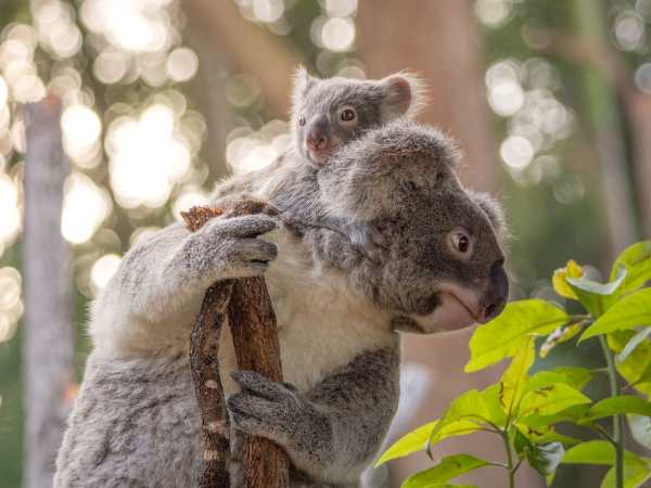 Koala Cuteness Takes Over Australia Zoo’s New Nursery