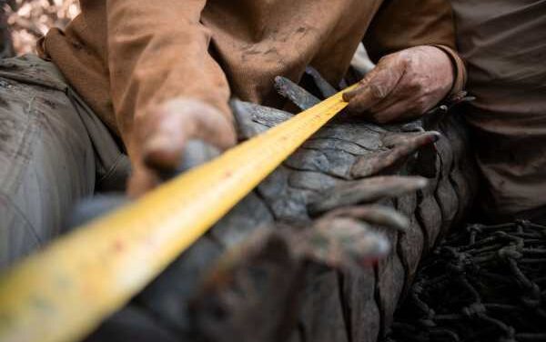 Australia Zoo Marks 300th Croc Research Milestone