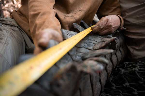 Australia Zoo Marks 300th Croc Research Milestone