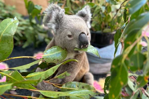 Wild Encounters Meet Luxury at JW Marriott Gold Coast