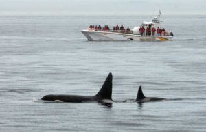 Eagle Wing whale watching tour