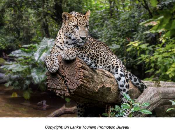 Go wild in Sri Lanka