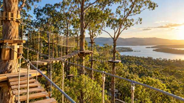 Treetops Adventure Unleashes Its Biggest Deal Yet