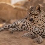Arabian Leopard Lifeline Takes Shape in Washington D.C.