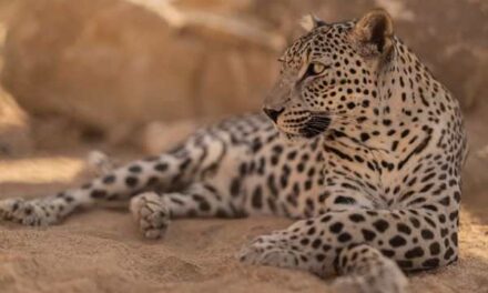 Arabian Leopard Lifeline Takes Shape in Washington D.C.