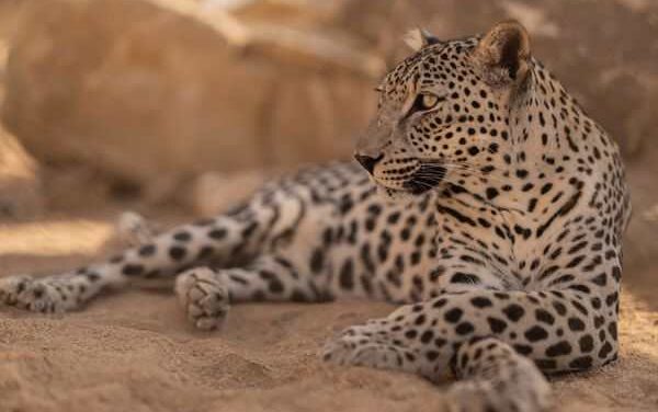 Arabian Leopard Lifeline Takes Shape in Washington D.C.
