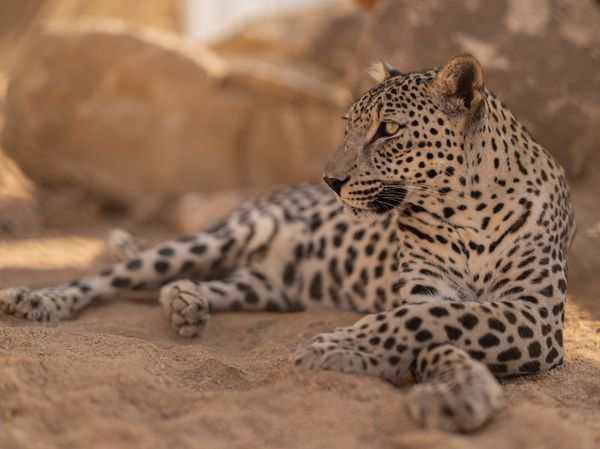 Arabian Leopard Lifeline Takes Shape in Washington D.C.