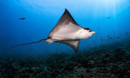Manta Magic Returns to Holiday Inn Kandooma Maldives