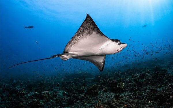 Manta Magic Returns to Holiday Inn Kandooma Maldives