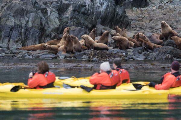 Inian_Islands_ABC_RSAY17_Kayaking with Steller Sea Lions_Alaska_3