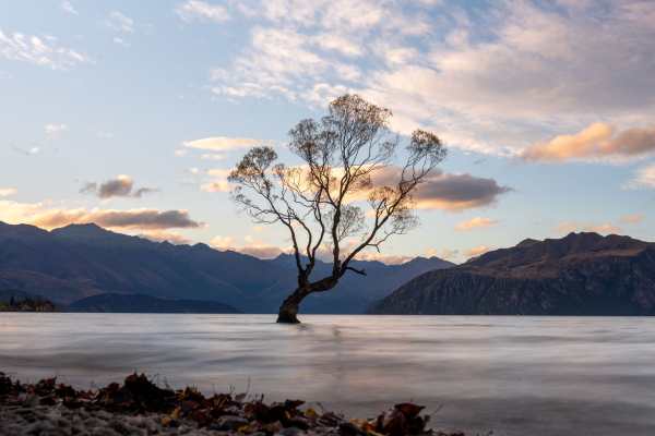 Intrepid-Travel-New-Zealand-West-Coast-lake-wanaka-tree-sunset
