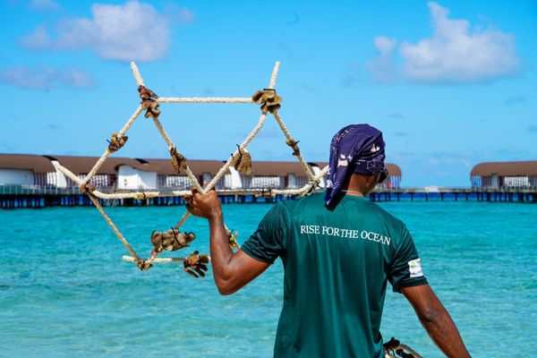Westin Maldives’ Coral RISE Makes Waves for Reef Recovery