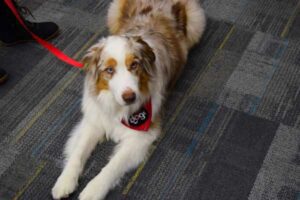Therapy Dogs 2